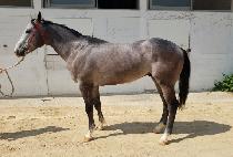 ���������̵� (WONDER BLADE) ����