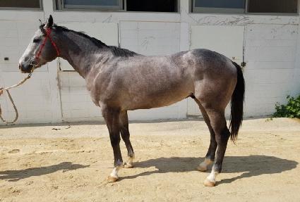 ���������̵� ����