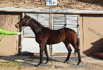 ���������� (SECOND WIND) ����