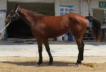 �������� (RED PINE) ����