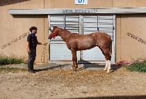 INVISIBLE MAN picture