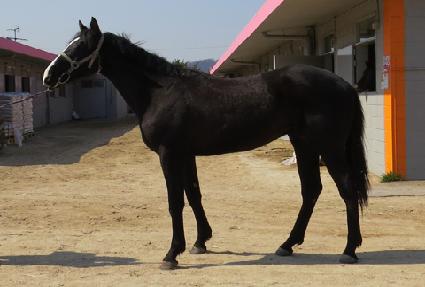 �ݾƸ���Ƽ ����