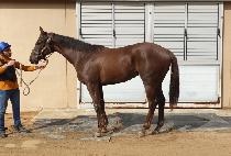 ������� (DAMYANG JINJU) ����