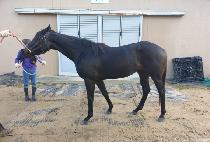 õ���� (CHEON SU HAENG) ����