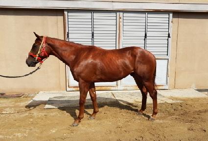 ���������� ����