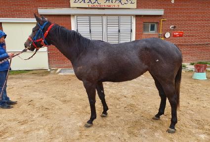 �������� ����