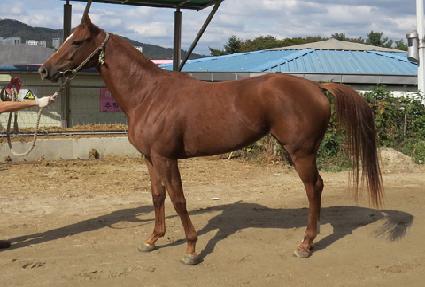 ç�����轺 ����