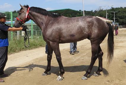 �����Ǻ��� ����