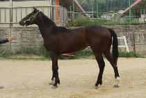 ���̳�����ġ (DYNAMIC PUNCH) ����