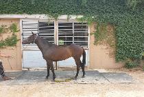 ������� (DIVINE QUEEN) ����