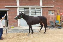 ��½�ī�̸� (RAON SKY MAN) ����