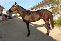 �轺Ĺ (LOOK SCAT) ����