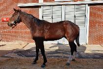 ���̽����� (ACE GUY) ����