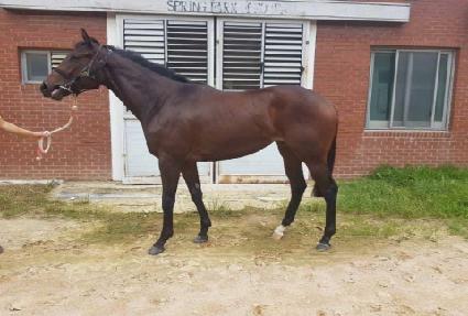 ����ħ���޻� ����