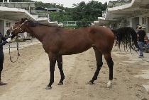 ���̸Ӵ� (JOY MONEY) ����