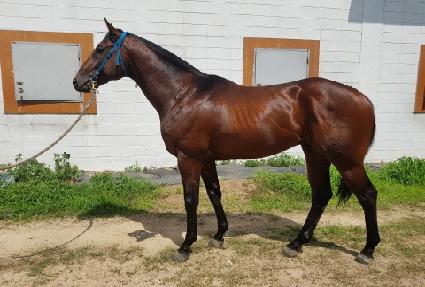 Ʈ���̾���Ĺ ����