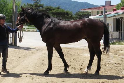 ���ǵ���� ����