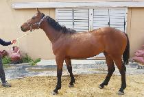 ��η�Ű (HELLO ROOKIE) ����