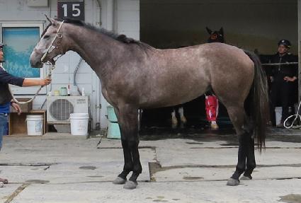 ����Ƚ��丮 ����