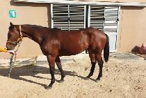 ���ŷ (SANGSEUNG KING) ����