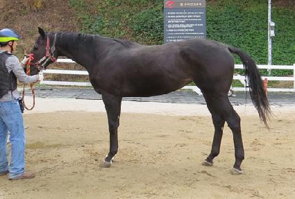 ���ο���Ƽ ����