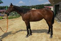 ���̸ս��� (SIMON STORM) ����