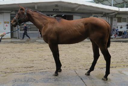 Ʈ�����ö��� ����