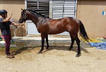 �¼��� (GOOD THUNDER) ����