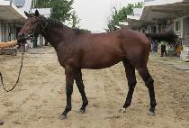 ���������� (JEONGMUN PRINCE) ����