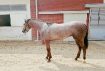 ȭ��Ʈ�ö��� (WHITE FLYING) ����