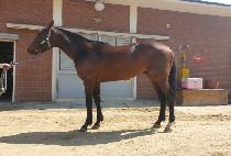 �ٺ���Ÿ (BABEL STAR) ����