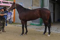 ����ũ��� (SEOUL CROWN) ����