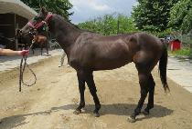 ������ (FEI YUN) ����