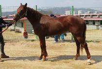 �ٵ�Ÿ (BODY STAR) ����