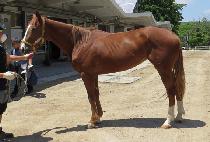 SPEED DANCER picture