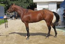 ��Ÿ���� (STAR RUSH) ����