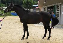 ����Ȧ�� (MACHO HOLIC) ����