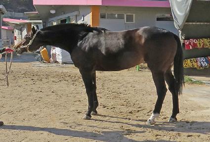 ��ȣ��ƼǮĹ ����