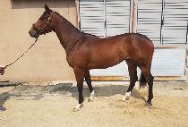 �轺�� (SOCKS QUEEN) ����