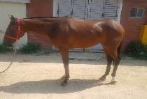 SPRING WALTZ picture