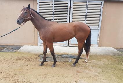 �۽�Ʈ��ī�� ����