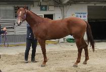 ���ĵ� (ALPHA DOK) ����