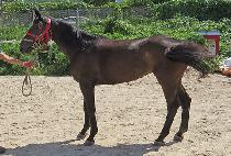 ��ϴ����� (BAEKROKDAM JEONGI) ����