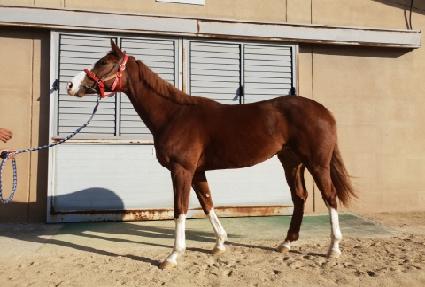 �ǹ����̵� ����