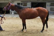 ���� (DIECO) ����