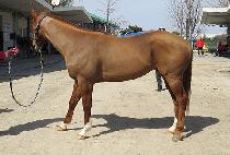 ������Ʈ (MYEONGJIN BOLT) ����