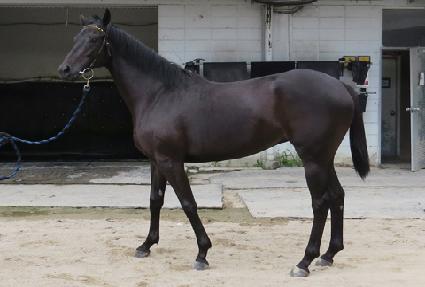 �׸�è�� ����