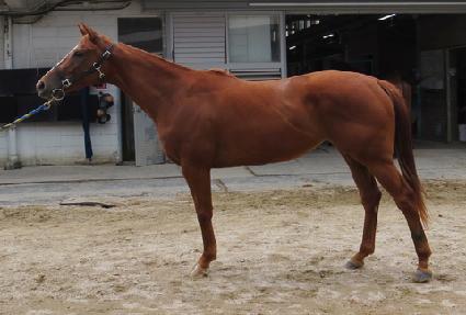 ���÷� ����