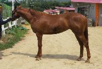 ��ī (POLKA) ����