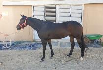 �ԾȾǾ�� (HAMAN AGYANGRU) ����